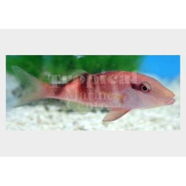 Red Goatfish