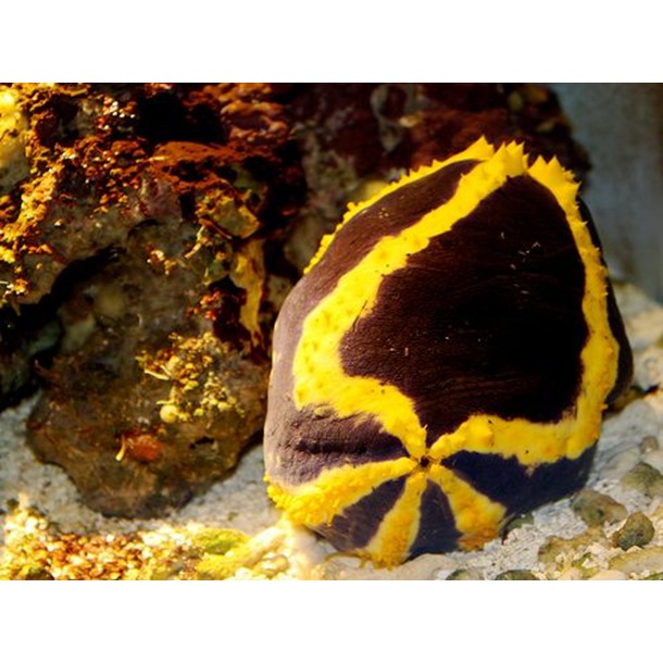 Emperor Sea Apple 