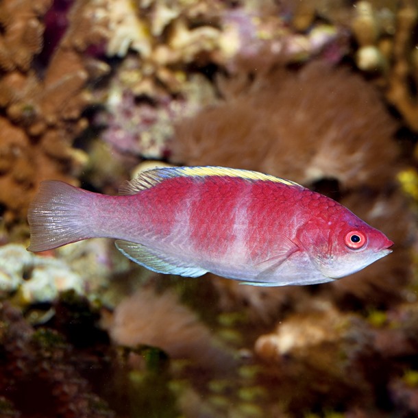 Yellow Fin Fairy Wrasse