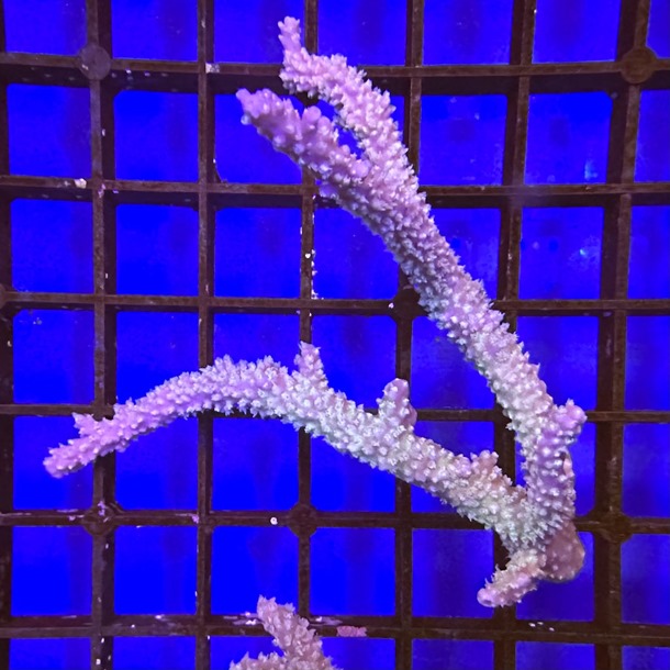 Oz Acropora Colony