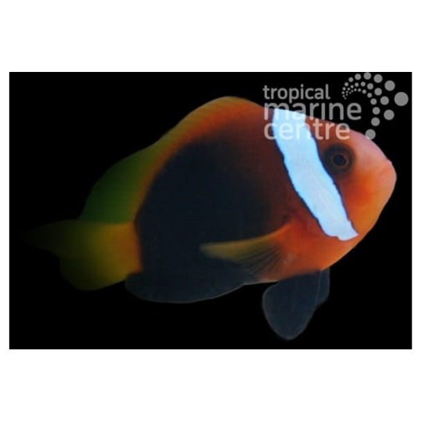 Fire Tomato Clownfish