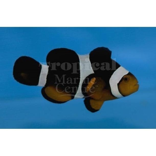 Caramel Clownfish