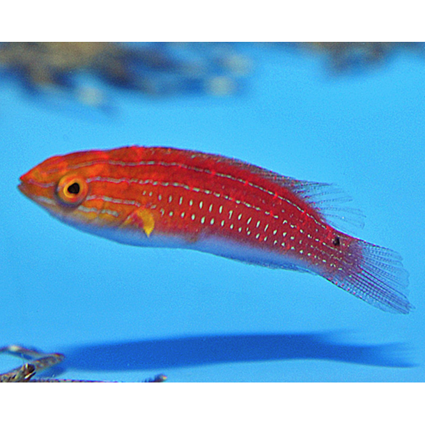 African Fairy Wrasse