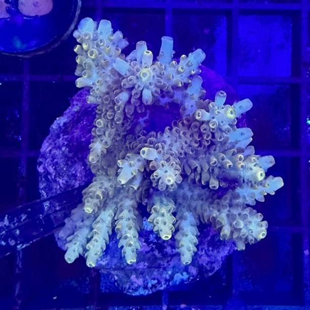 Acro Colony