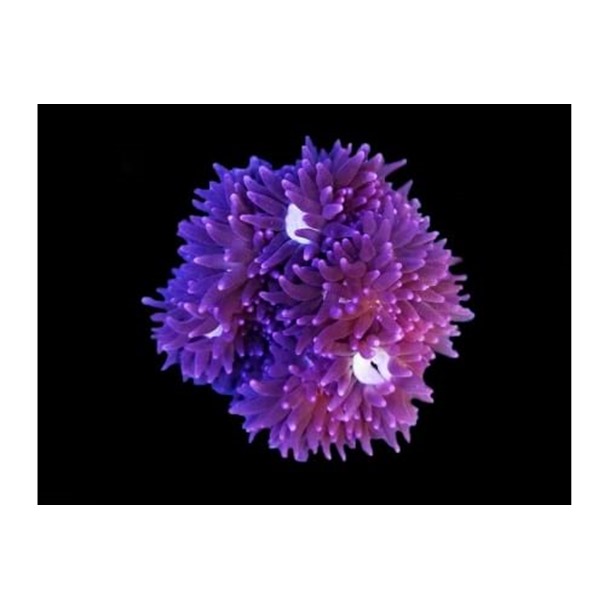 Malu Anemone