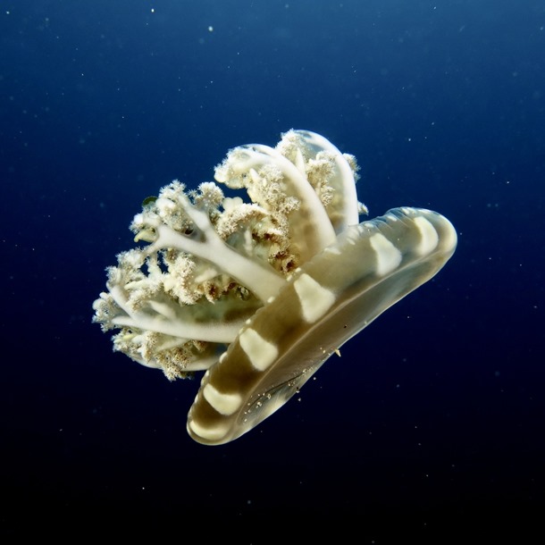 Upside Down Jellyfish