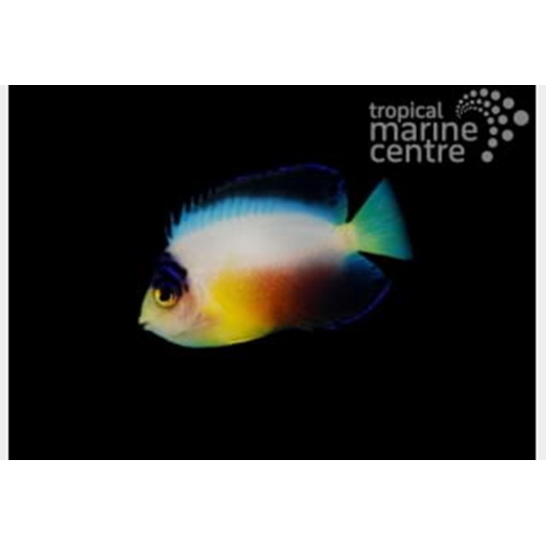 Multicolour Dwarf Angel Fish