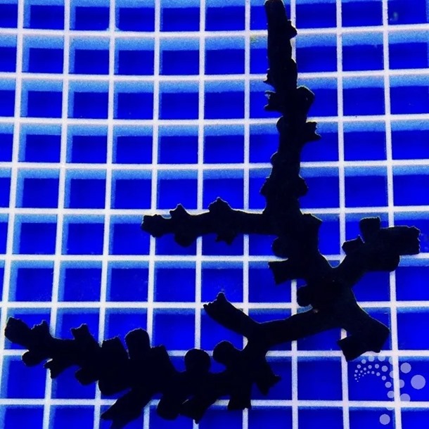 Black Sun Coral