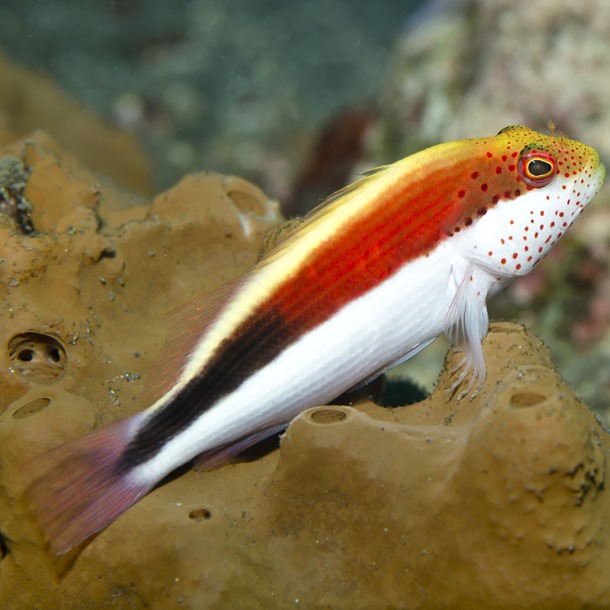 Freckled Hawkfish