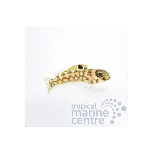 Leopard Jawfish