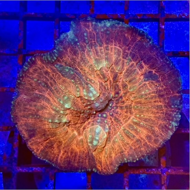 Red Oxypora