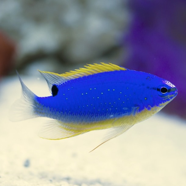 Fiji Damsel