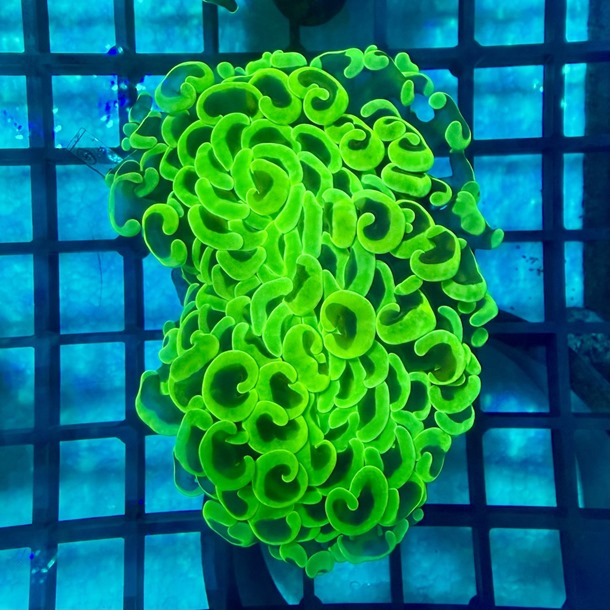 Ultra Two Tone Hammer Coral
