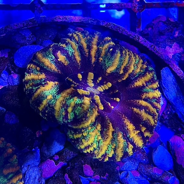 Mini Green Gold Stripe Scoly Coral