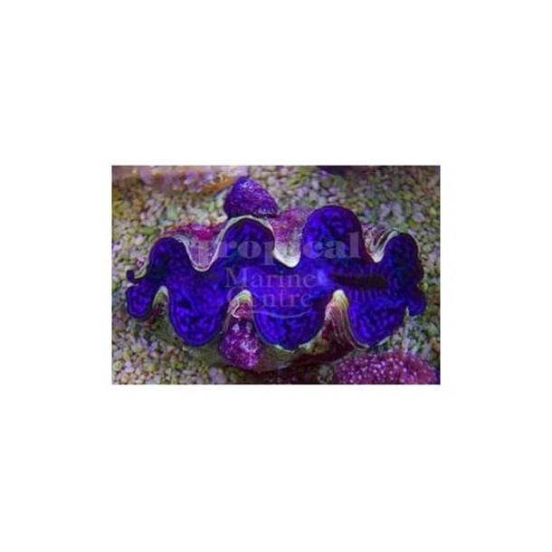 Maxima Clam