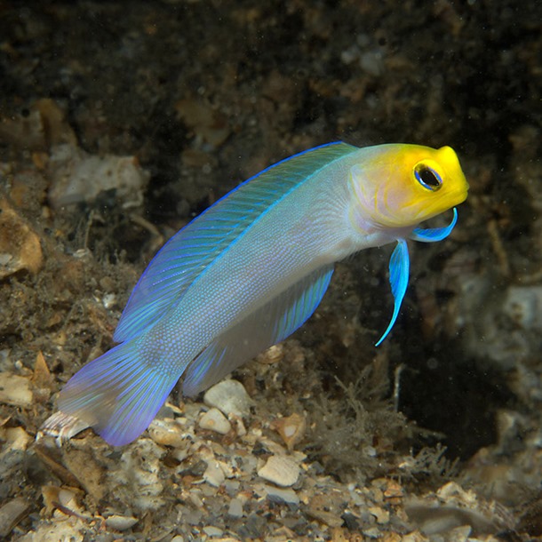 Yellowhead Jawfish