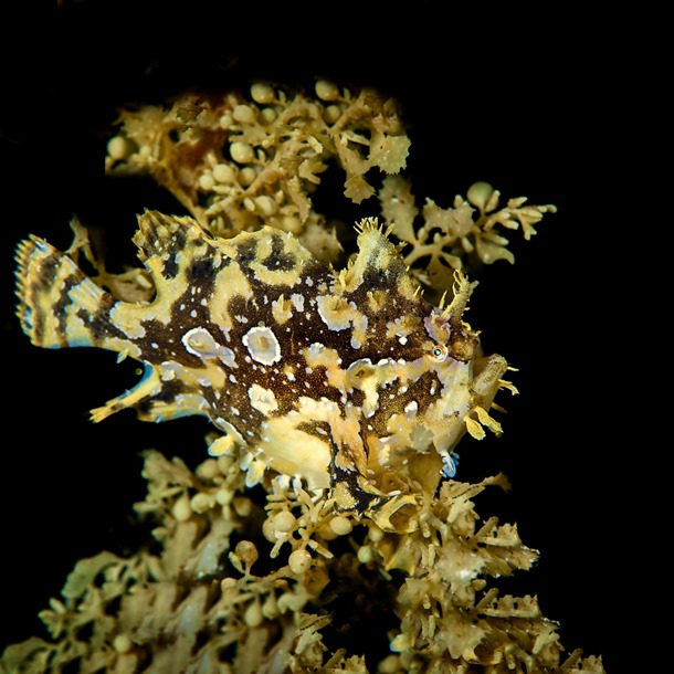 Sargassum Angler Fish