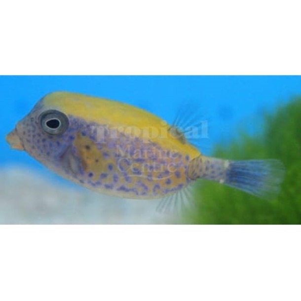 Red Sea Boxfish