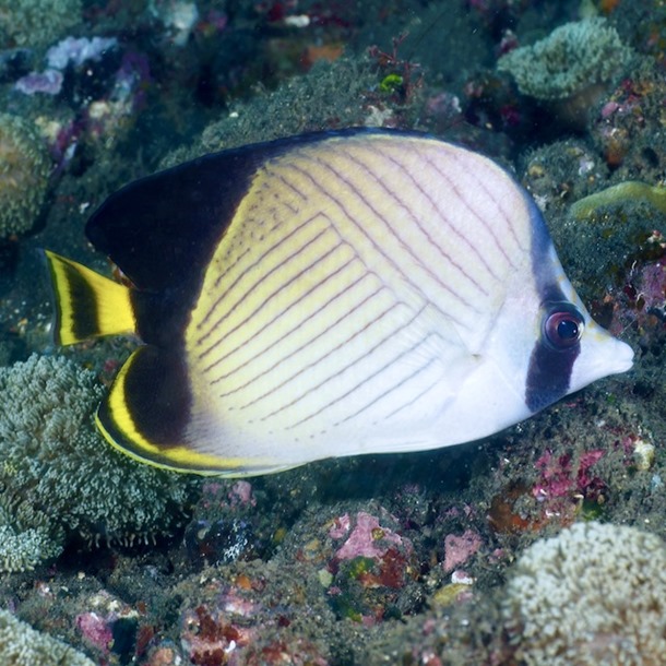 Indian Vagabond Butterflyfish