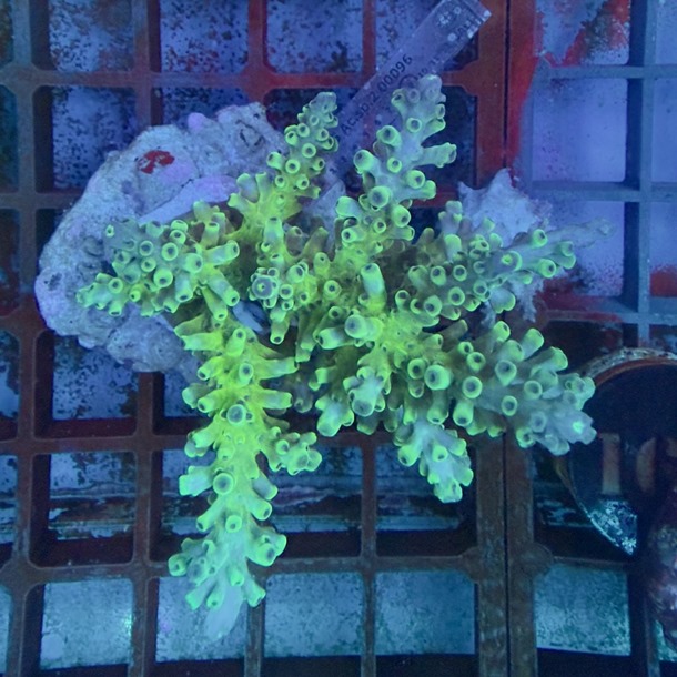 Acropora Colony