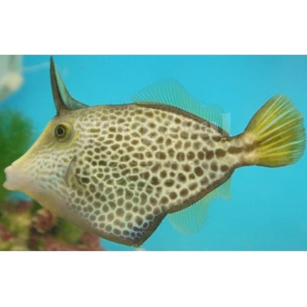 Honeycomb Filefish
