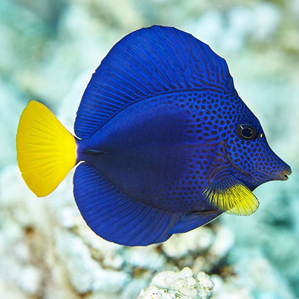 Yellow Tail Purple Sailfin Tang