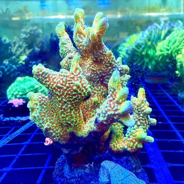 Boston Bean Montipora