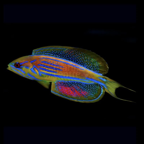 Madagascar Flasher Wrasse