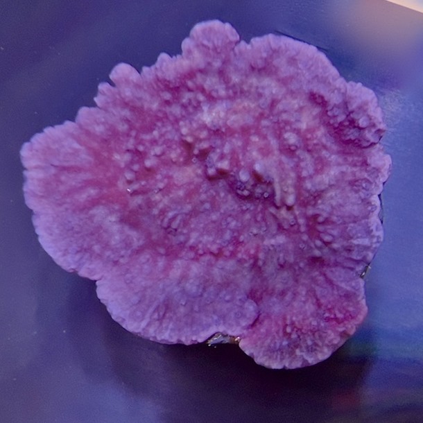 Purple Monti Frag