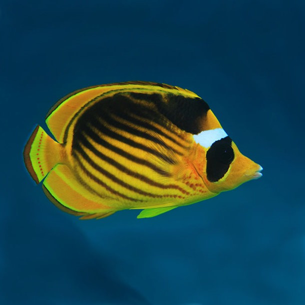 Red Sea Racoon Butterflyfish