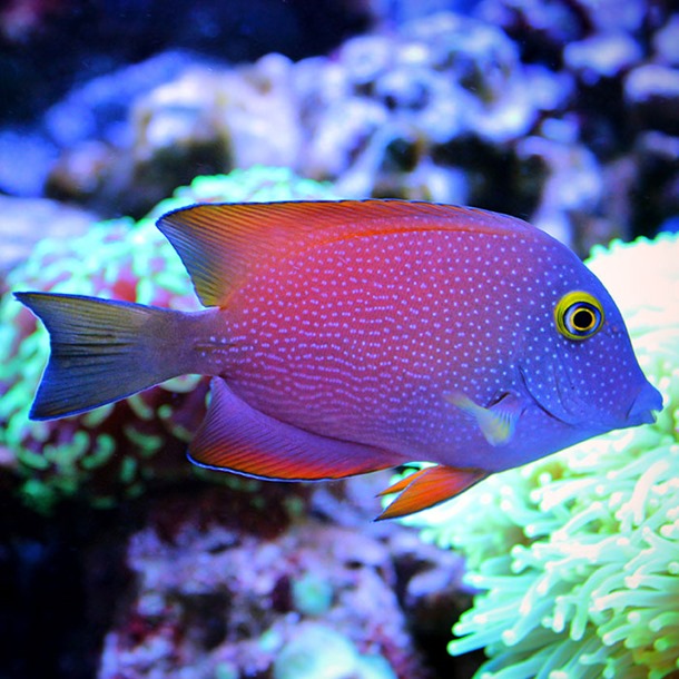 Silver Spot Bristletooth Tang