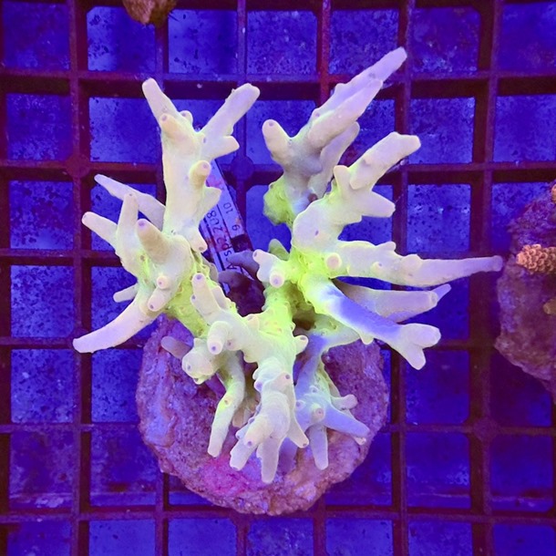 Acropora Colony