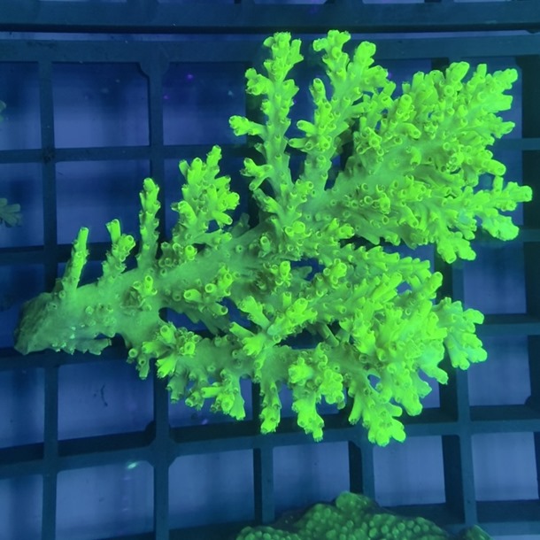 Oz Acropora Colony