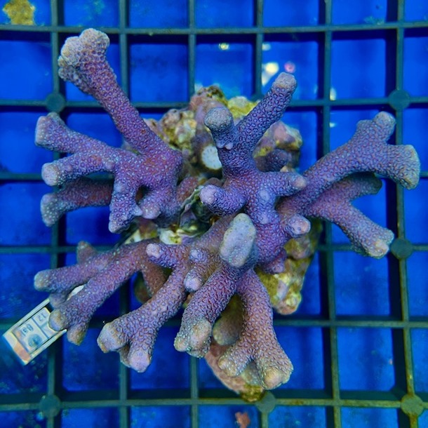 Blue Montipora