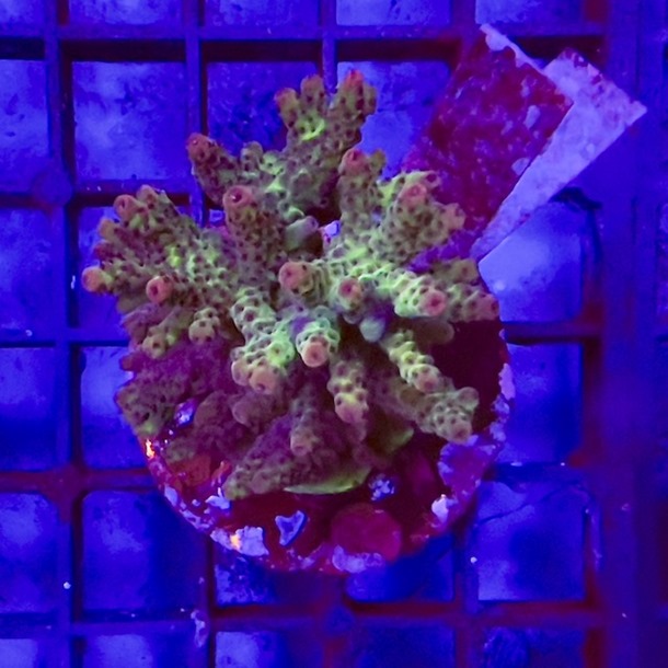 Acropora Colony