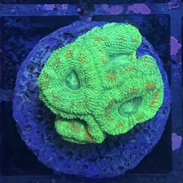 Green Acan Frag