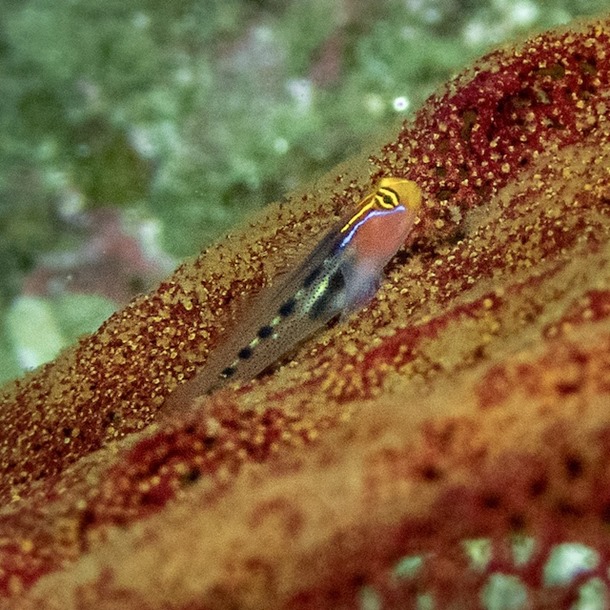 Red Head Nano Goby