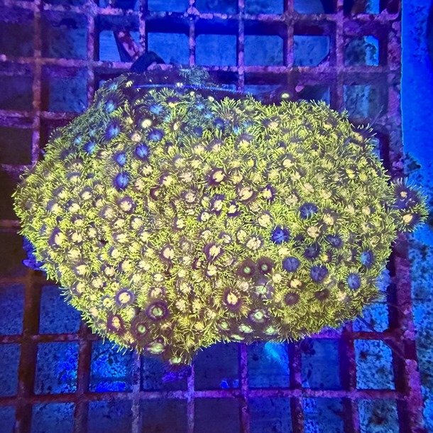 Enfys Zoa Colony