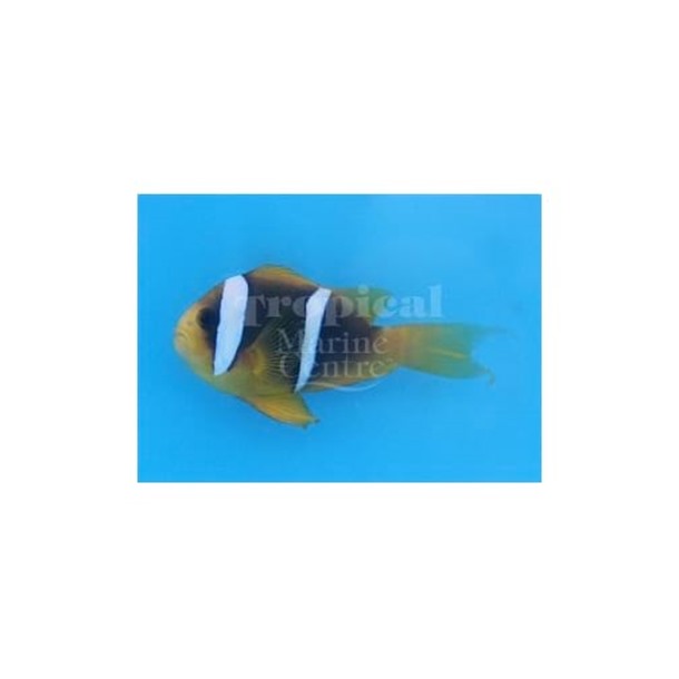 Blue Stripe Clarkii Clownfish