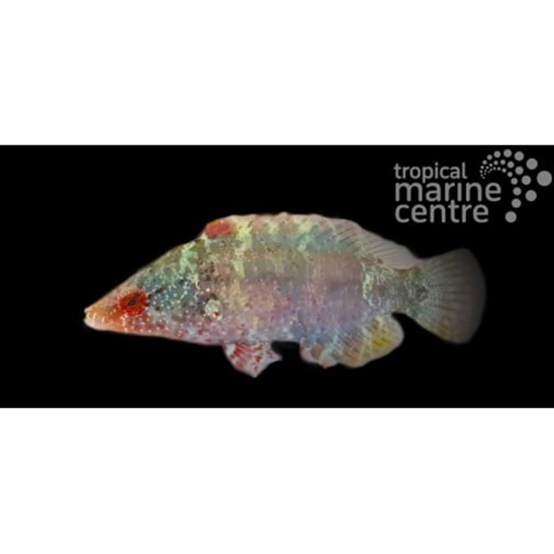 Snooty Maori Wrasse
