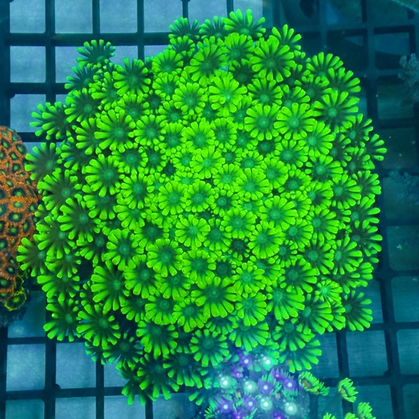 Green Alveopora