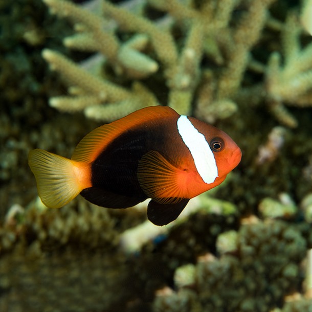 Fire Tomato Clownfish