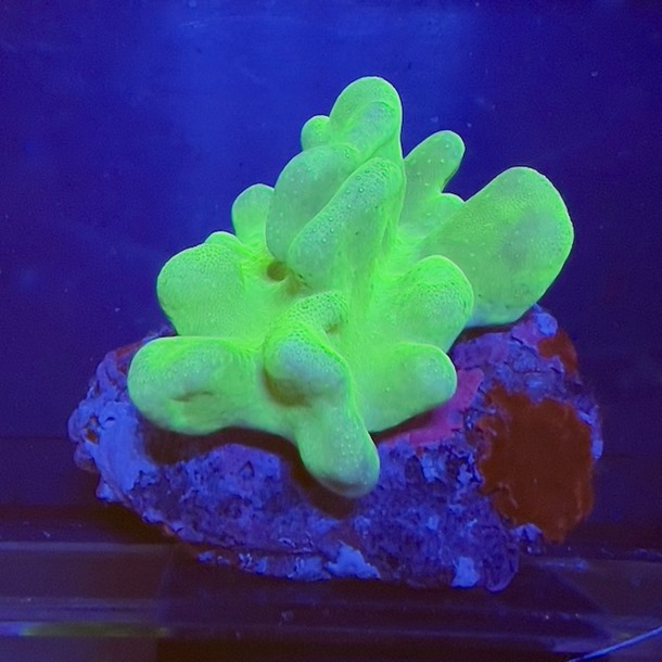 Neon Green Knobbly Toadstool