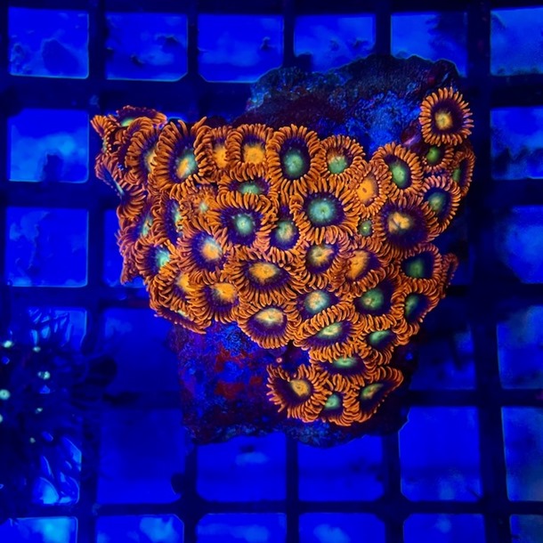 Flaming Sun Zoa Colony