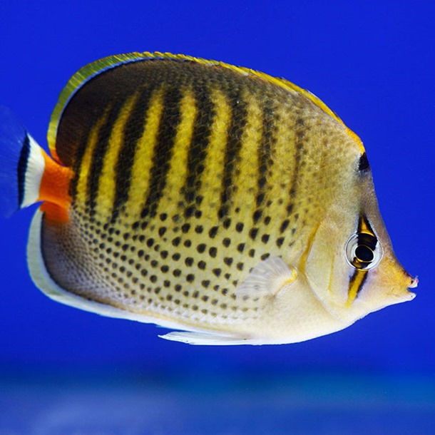 Spot Banded Butterflyfish