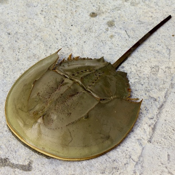 Horseshoe Crab