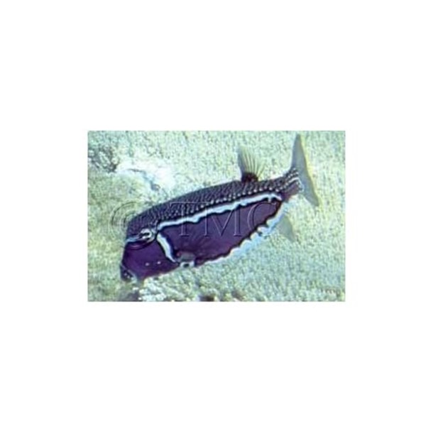 Whitley's Boxfish