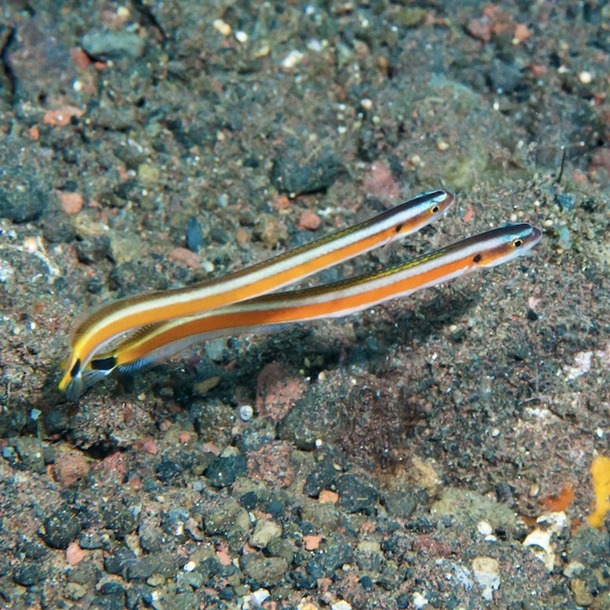 Curious Wormfish