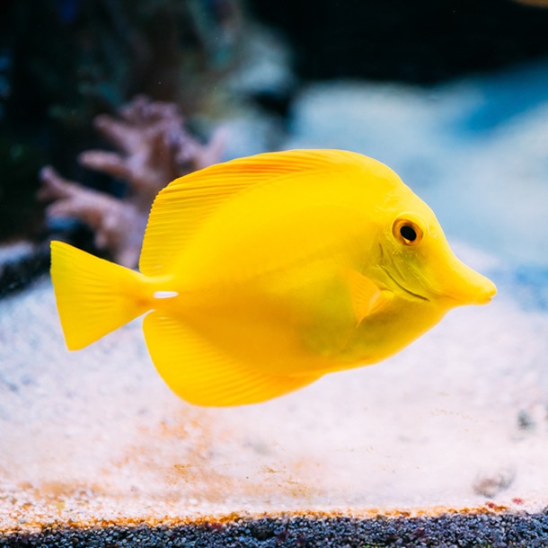 Yellow Sailfin Tang