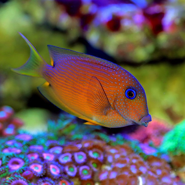 Blue Eye Bristletooth Tang